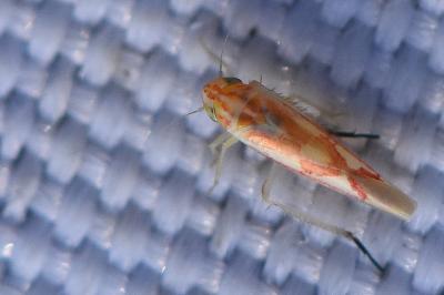 <i>Zygina flammigera</i>