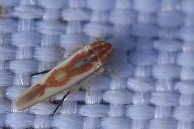 <i>Zygina flammigera</i>