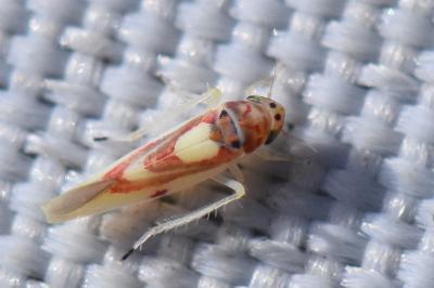 <i>Zygina lunaris</i>