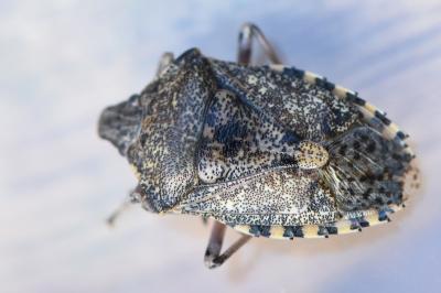 <i>Rhaphigaster nebulosa</i>