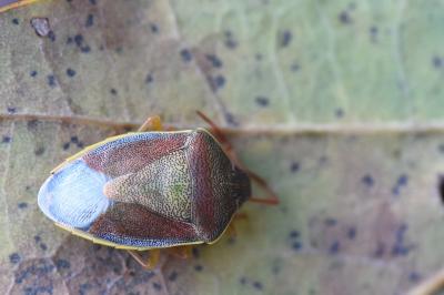 <i>Piezodorus lituratus</i>