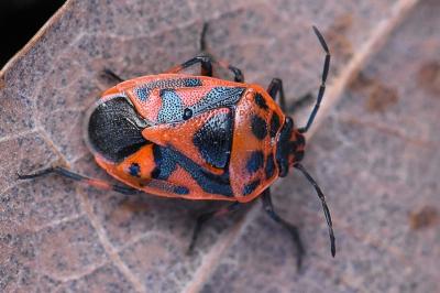<i>Eurydema ornata</i>