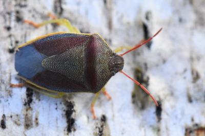 <i>Piezodorus lituratus</i>