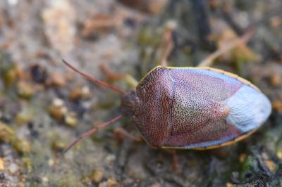<i>Piezodorus lituratus</i>