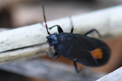 <i>Aphanus rolandri</i>