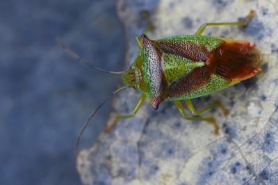 <i>Acanthosoma haemorrhoidale</i>