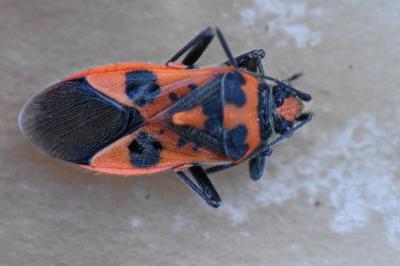 <i>Corizus hyoscyami</i>