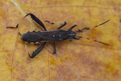 <i>Camptopus lateralis</i>