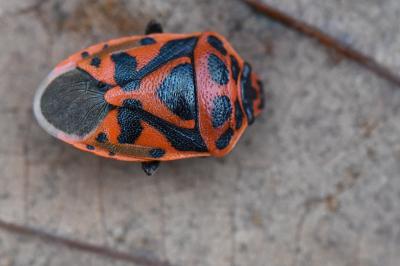 <i>Eurydema ornata</i>