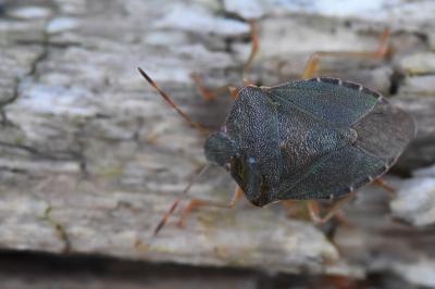 <i>Palomena prasina</i>