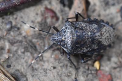 <i>Rhaphigaster nebulosa</i>