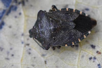 <i>Troilus luridus</i>