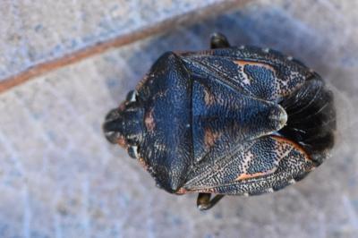 <i>Holcogaster fibulata</i>