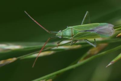 <i>Stenodema calcarata</i>