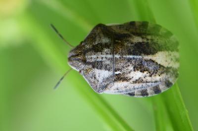 <i>Eurygaster maura</i>