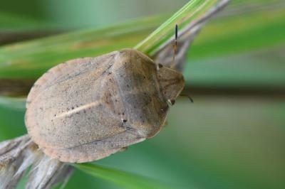 <i>Eurygaster austriaca</i>