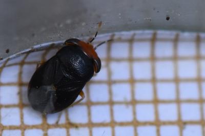 <i>Geocoris erythrocephalus</i>