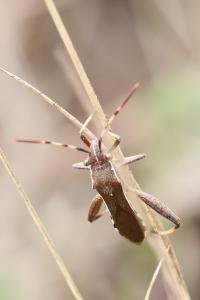 <i>Camptopus lateralis</i>