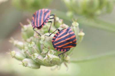 <i>Graphosoma italicum</i>