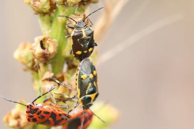 <i>Eurydema oleracea</i>