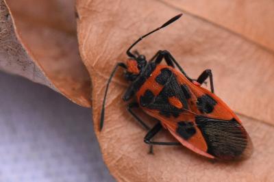 <i>Corizus hyoscyami</i>