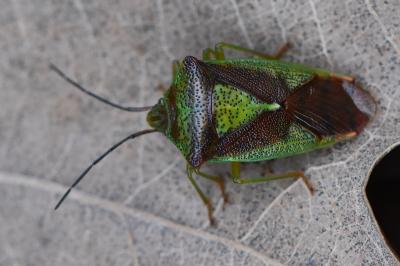 <i>Acanthosoma haemorrhoidale</i>