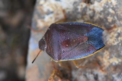 <i>Piezodorus lituratus</i>