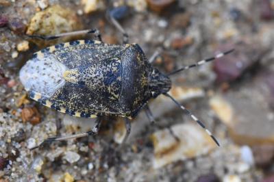 <i>Rhaphigaster nebulosa</i>