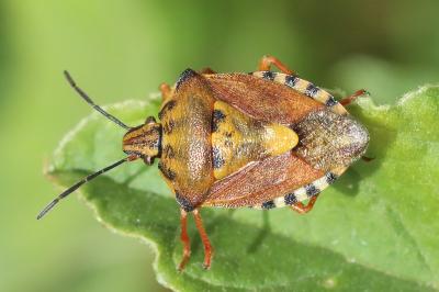 <i>Carpocoris purpureipennis</i>