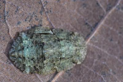 <i>Ledra aurita</i>