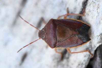 <i>Piezodorus lituratus</i>