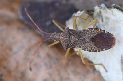 <i>Gonocerus acuteangulatus</i>