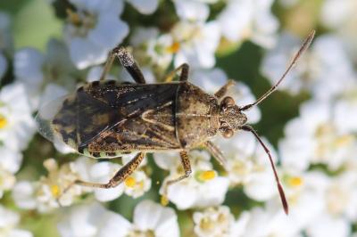 <i>Stictopleurus punctatonervosus</i>