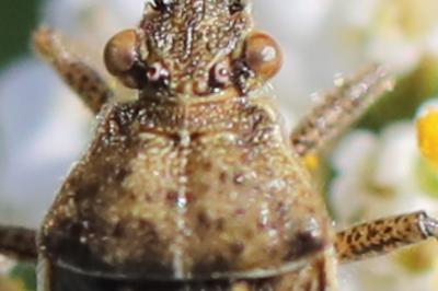 <i>Stictopleurus punctatonervosus</i>