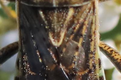 <i>Stictopleurus punctatonervosus</i>