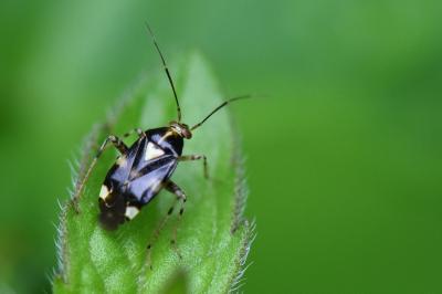<i>Liocoris tripustulatus</i>