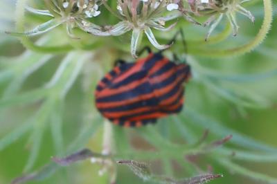 <i>Graphosoma italicum</i>