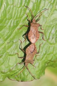 <i>Coreus marginatus</i>