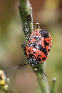 <i>Eurydema ornata</i>