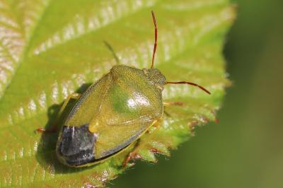 <i>Piezodorus lituratus</i>