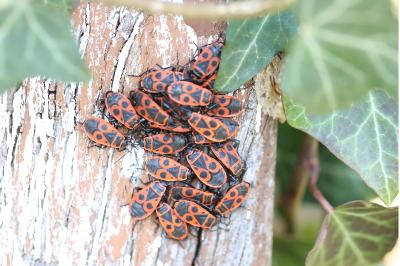 <i>Pyrrhocoris apterus</i>