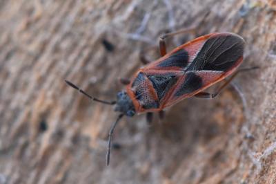 <i>Arocatus roeselii</i>