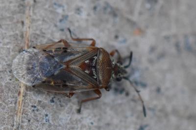 <i>Kleidocerys resedae</i>