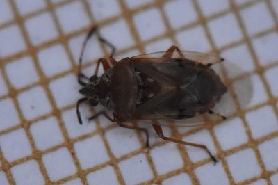 <i>Kleidocerys resedae</i>