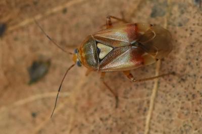 <i>Lygus pratensis</i>