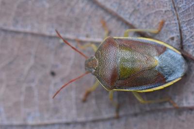 <i>Piezodorus lituratus</i>