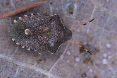 <i>Peribalus strictus</i>