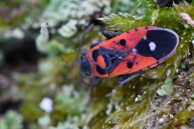<i>Melanocoryphus albomaculatus</i>