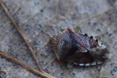<i>Elasmucha grisea</i>