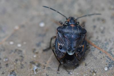 <i>Holcogaster fibulata</i>